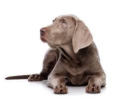 There is 1 animal hospital per 19 modesto emergency animal hospitals and clinics. Yosemite Veterinary Hospital Veterinarian In Modesto About Us