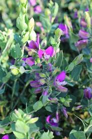 Image result for Polygala myriantha