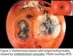 Image result for Colletoecema