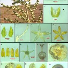 Image result for Caroxylon littoralis