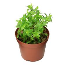 （水草）鉢植え　ブラジリアンフラジャイル（水上葉）（無農薬）（１鉢） | charm 楽天市場店