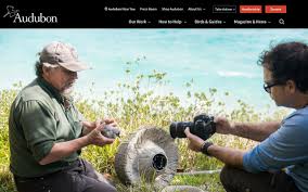 Audubon Magazine: How Webcams Are Helping Scientists Save One of the  World's Rarest Seabirds — The Nonsuch Expeditions