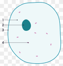 We did not find results for: File Simple Diagram Of Animal Cell Numbers Svg Simple Simple Blank Animal Cell Diagram Clipart 1515019 Pinclipart