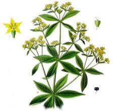 Image result for madder