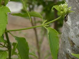 Image result for Chromolaena