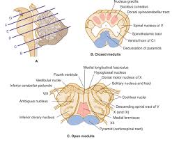 ✓ learn faster with spaced repetition. The Brain Stem And Cerebellum Neupsy Key