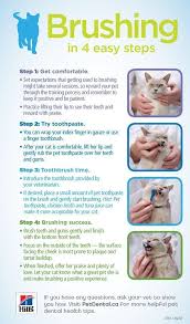 How To Brush Your Cat S Teeth In 4 Easy Steps Easycatcare Cat Care Tips Cat Care Cat Health