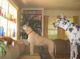 Great Dane Puppies Watch Em Grow Hubpages