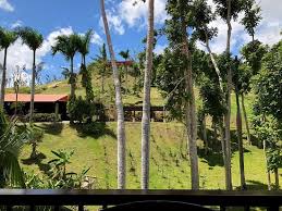 Today, however, the top exports of puerto rico do not include coffee due to issues such as the high cost of production and political unrest. Must See Coffee Plantation Review Of Hacienda Munoz San Lorenzo Puerto Rico Tripadvisor