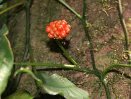 Image result for Culcasia falcifolia