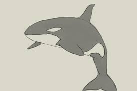 A darker outline accentuates the lighter areas of the back. How To Draw Killer Whale Drawing And Digital Painting Tutorials Online
