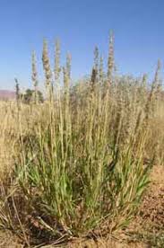 Image result for Schmidtia kalahariensis