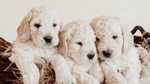 Goldendoodle puppies are adorable, and it's one of the reasons they are so popular. The Puppy Process