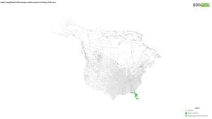 Image result for Heteropogon melanocarpus