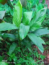 Image result for Maranta arundinacea
