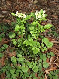 Image result for Cardamine