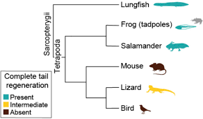 Next on the list is a type of lungfish. The West African Lungfish Provides Insights Into The Evolution Of Tetrapod Tail Regeneration Biorxiv