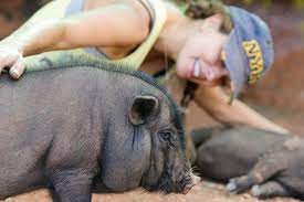 Where can i buy a pig as a pet. Pigs As Pets Best Friends Animal Society