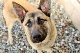Homeward bound pet adoption center is a nonprofit, tax exempt organization! Max 2 Year Old Gsd Super Fun Playful Friendly The Monmouth County Spca Is Located In Eatontown Nj Adopters Can Be From Out Big Dogs Gsd Friends Shadow