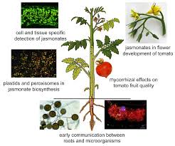A mind homolog has been reported in the arabidopsis nuclear genome ( osteryoung and pyke, 1998 ). Jasmonate Function Mycorrhiza Leibniz Institut Fur Pflanzenbiochemie