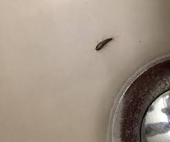 The purpose of these traps is to hold water, which helps prevent sewer odors from escaping into the building and blocks cockroaches from making their way up floor drains, sink drains, etc. Tiny Crawling Bugs In Bathroom Sink Trendecors
