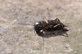 Camel crickets aren't true crickets and don't chirp, but when found in large quantities they can be quite an annoyance, ruining your fabrics and linen. How Long Do Crickets Live