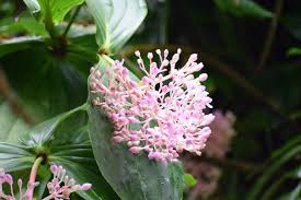 Image result for Dissotis speciosa