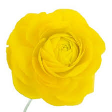 Discover wide range of best sellers flowers in our gainesville flower shop. Ranuculus Gold Yellow Wholesale Flowers Flowers Freesia Flowers