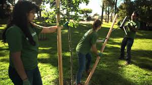 As the tree sways it signals to the trees roots to grow further out and for the base to flare more to add strength. Treepeople Staking A Tree Youtube