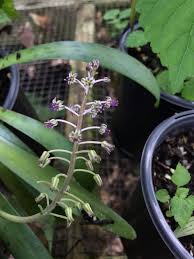 Image result for Ledebouria cordifolia