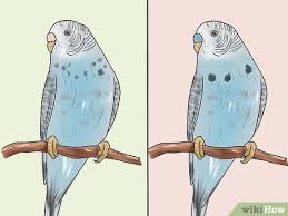 Justanswer.com has been visited by 100k+ users in the past month How To Identify Your Budgie S Sex 8 Steps With Pictures