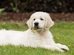 What To Do If Your Dog Is Vomiting White Foam