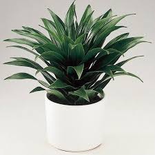 I repotted many of my houseplants this past spring and this 7′ dracaena lisa was one of them. Dracaena Janet Craig Dracaena Deremensis My Garden Life