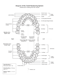 Ortho Tooth Chart Www Bedowntowndaytona Com