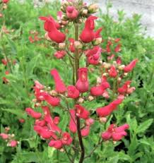 Image result for Eulophia macrantha