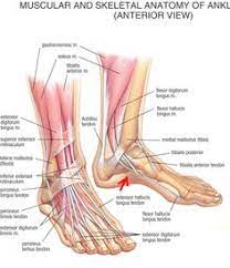 17 Fuss Bander Ideen Anatomie Und Physiologie Menschlicher Korper Anatomie Anatomie