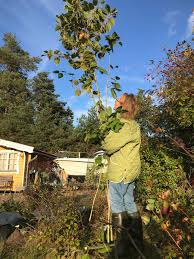 Image result for site:byggahus.se Algomin