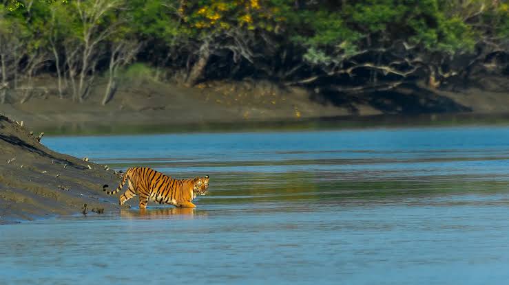 Sundarbans Tiger Cruise