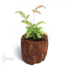 Image result for Didymochlaena