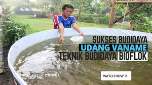 Cara Sukses Budidaya Udang Vaname Sistem Bioflok Kolam Bundar Youtube