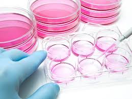 We did not find results for: Animal Endotoxin Free Growth Factors Cytokines Amsbio