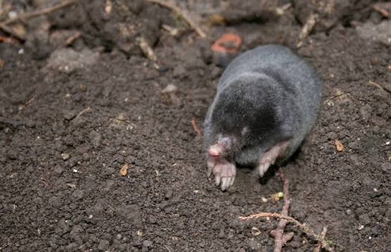 European mole | Wildlife Online