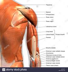 Labeled Anatomy Chart Of Male Triceps And Shoulder Muscles