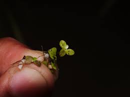 Image result for Lemna aequinoctialis