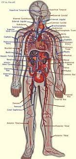 Quizlet flashcards, activities and games help you improve your grades. Pin On Anatomy And Physiology