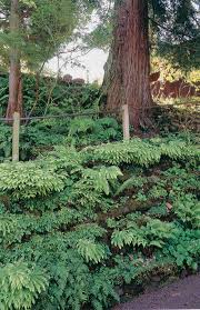 If you build it they will come, how to create your own woodland filled with native plants. Pacific Horticulture Scott And Jenny Fleming S Garden