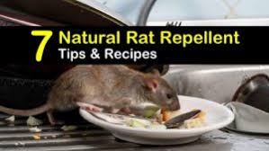 May 08, 2020 · keep your car's cabin free of clutter. Keeping Rats Away 7 Natural Rat Repellent Tips And Recipes