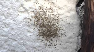 Gerade im herbst kann es sein, dass ein zufälliger blick an die decke in der eigenen wohnung einen neuen mitbewohner offenbart. Kleines Spinnennest An Der Hauswand Youtube