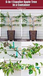 Gardener scott shows different methods to shape trees to grow fruit in a small. Trying My Hand At Growing A 6 In 1 Espalier Apple Tree In A Container This Amazing Tree Has 3 Tiers With 6 Varieti Apple Tree Gardening Apple Plant Apple Tree