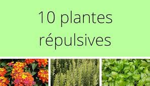 10 Plantes Repulsives Efficaces Pour Eloigner Les Insectes Et Les Animaux Plante Astuce Jardin Jardins